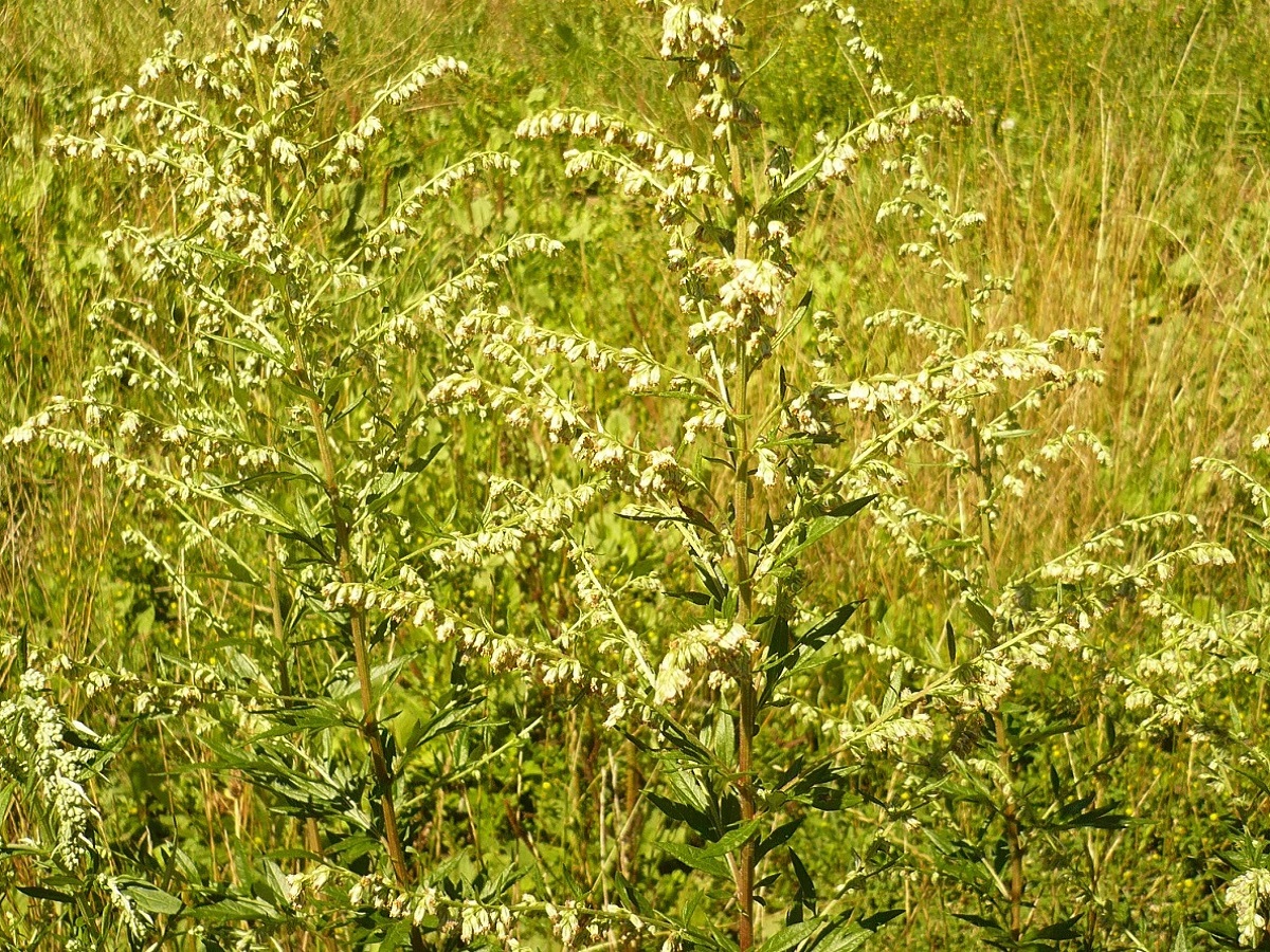 Artemisia vulgaris (Asteraceae)